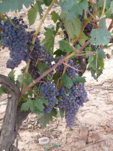 Luscious Grapes in Rioja
