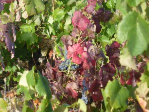 Bierzo grapevines, their leaves turning in the autumn sun