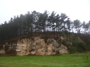 Protective tree-line on the way to the Finisterre Lighthouse (the Faro)