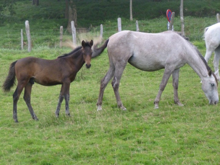 A baby horse, not such a baby by now
