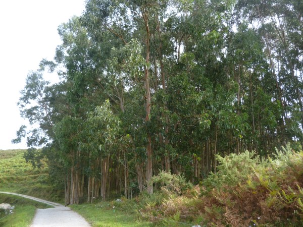 Eucalyptus groves along the pathways