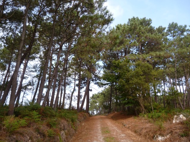 Wish there were more paths like this one!