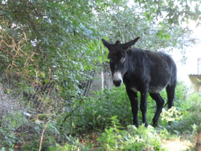 "Do you want to see me everywhere you go?  I'll come with you . . . "