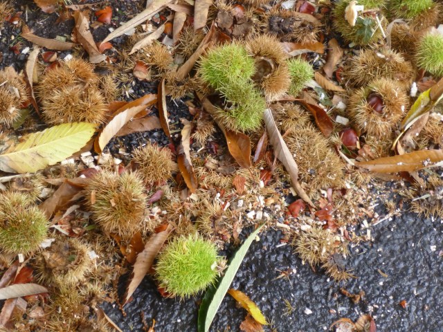 Chestnut trees above me means fallen chestnut clusters below
